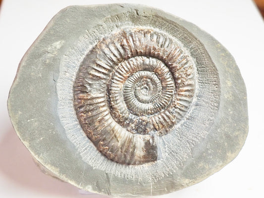 Dactylioceras