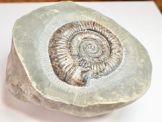 Dactylioceras