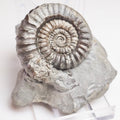 Gagaticeras Gagateum Ammonite – Whitby Jurassic Fossil – Yorkshire Coast