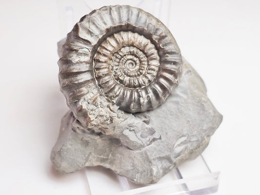 Gagaticeras Gagateum
