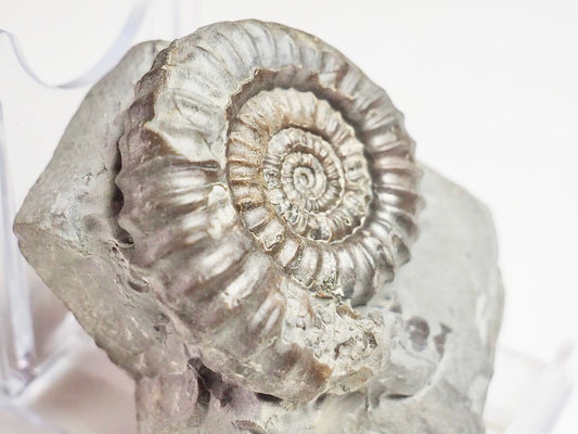 Gagaticeras Gagateum