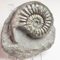 Agassiceras