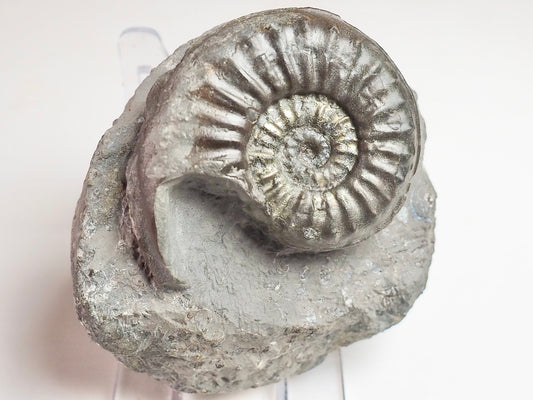 Agassiceras