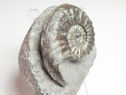 Agassiceras