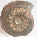 Cut and Polished Dactylioceras Ammonite Fossil – Whitby Yorkshire Coast – Jurassic