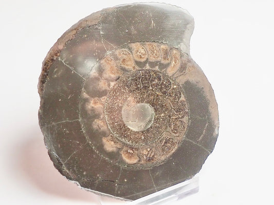 Cut and Polished Ammonite Dactylioceras