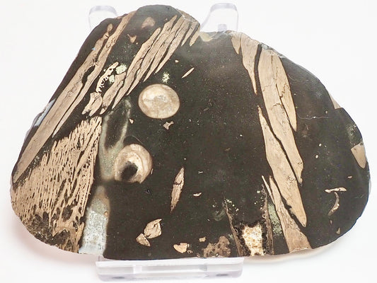 Polished Jurassic Fish Bone Gyrosteus Whitby