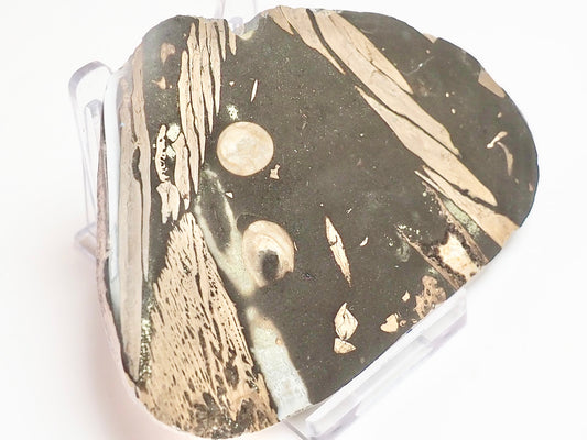Polished Jurassic Fish Bone Gyrosteus Whitby