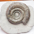 Dactylioceras Tenuicostatum Ammonite Fossil – Whitby Yorkshire Coast – Jurassic