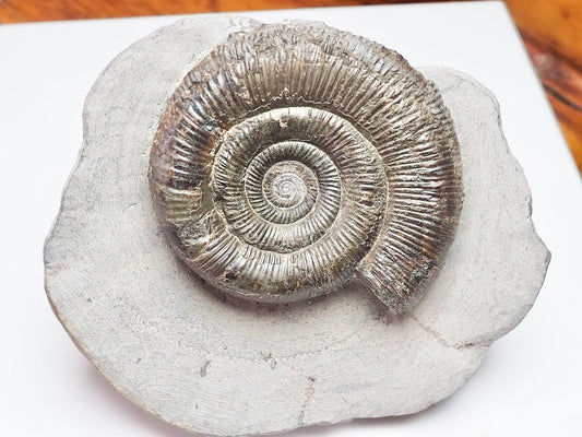 Dactylioceras Tenuicostatum