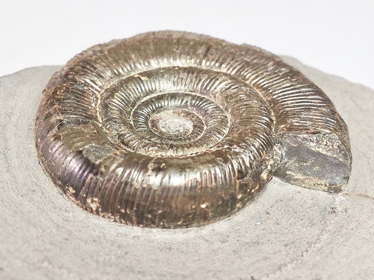 Dactylioceras Tenuicostatum