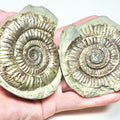 Dactylioceras POS/NEG