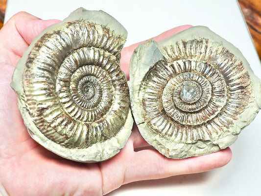 Dactylioceras POS/NEG