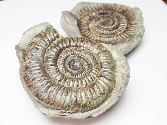 Dactylioceras POS/NEG