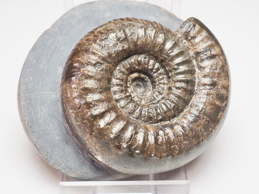 Catacoeloceras dumortieri