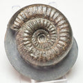 Catacoeloceras Ammonite Fossil – Whitby Yorkshire Coast – Jurassic