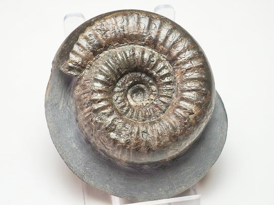 Catacoeloceras dumortieri