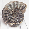 Amaltheus Ammonite Fossil for Sale – Whitby Yorkshire Coast Jurassic