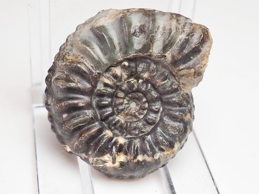 Amaltheus