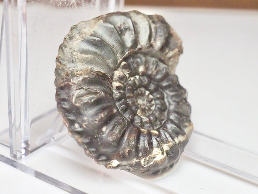 Amaltheus