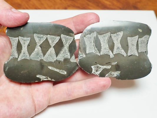 Ichthyosaur Vert String