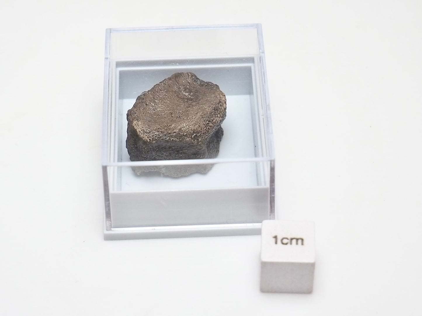 Boxed Ichthyosaur Paddle Bone Fossil – Jurassic Marine Reptile from Whitby