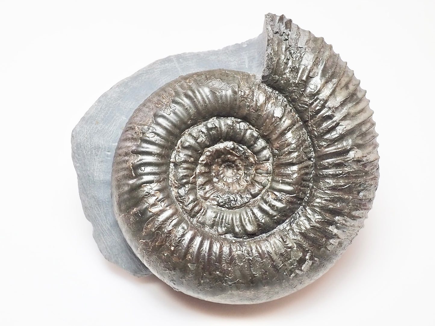 Peronoceras perarmatum Ammonite – Upper Lias Fossil from Yorkshire