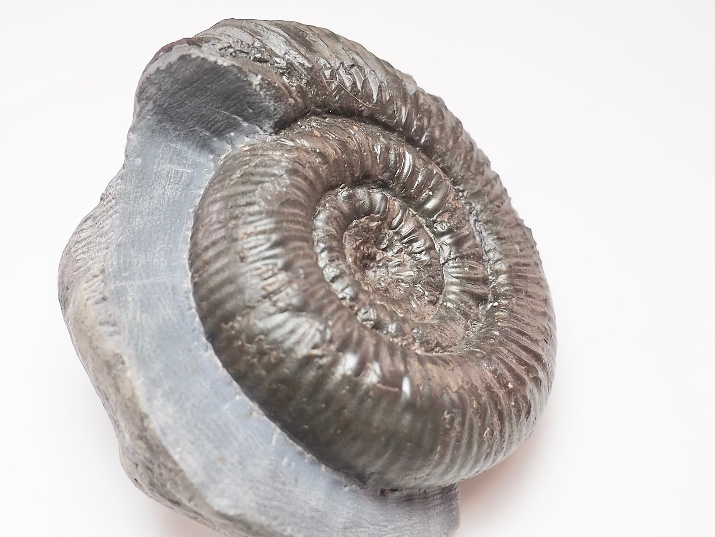 Peronoceras perarmatum Ammonite – Upper Lias Fossil from Yorkshire