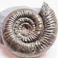 Peronoceras perarmatum Ammonite – Upper Lias Fossil from Yorkshire