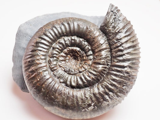Peronoceras perarmatum Ammonite – Upper Lias Fossil from Yorkshire