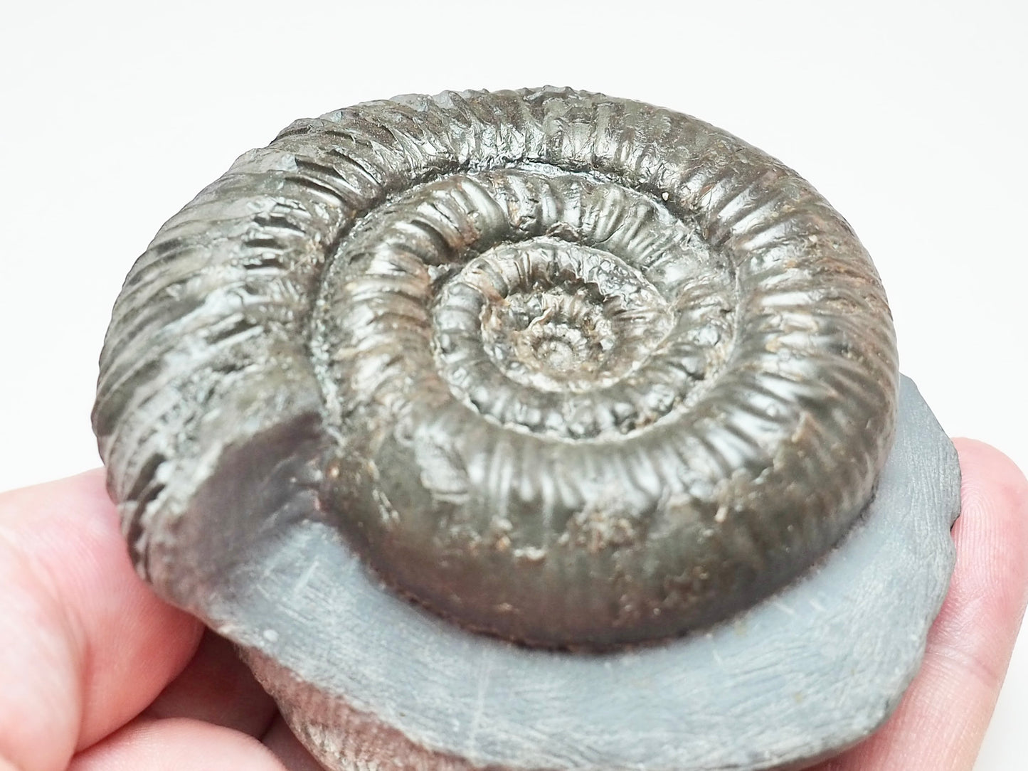 Peronoceras perarmatum Ammonite – Upper Lias Fossil from Yorkshire