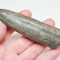 Impressive Large Belemnite Fossil – 180 Million Year Old Jurassic Specimen