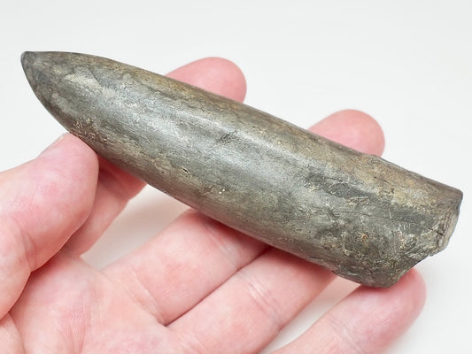 Impressive Large Belemnite Fossil – 180 Million Year Old Jurassic Specimen