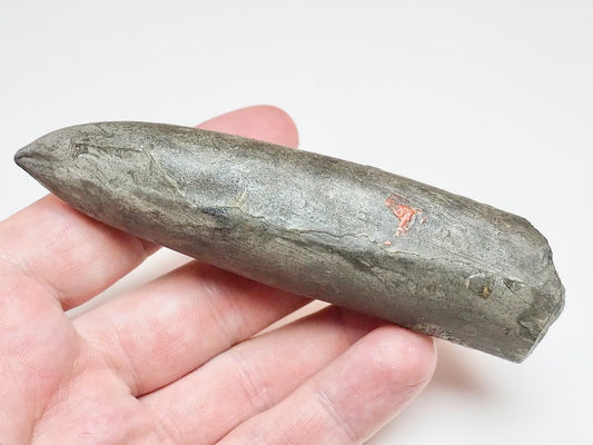 Impressive Large Belemnite Fossil – 180 Million Year Old Jurassic Specimen