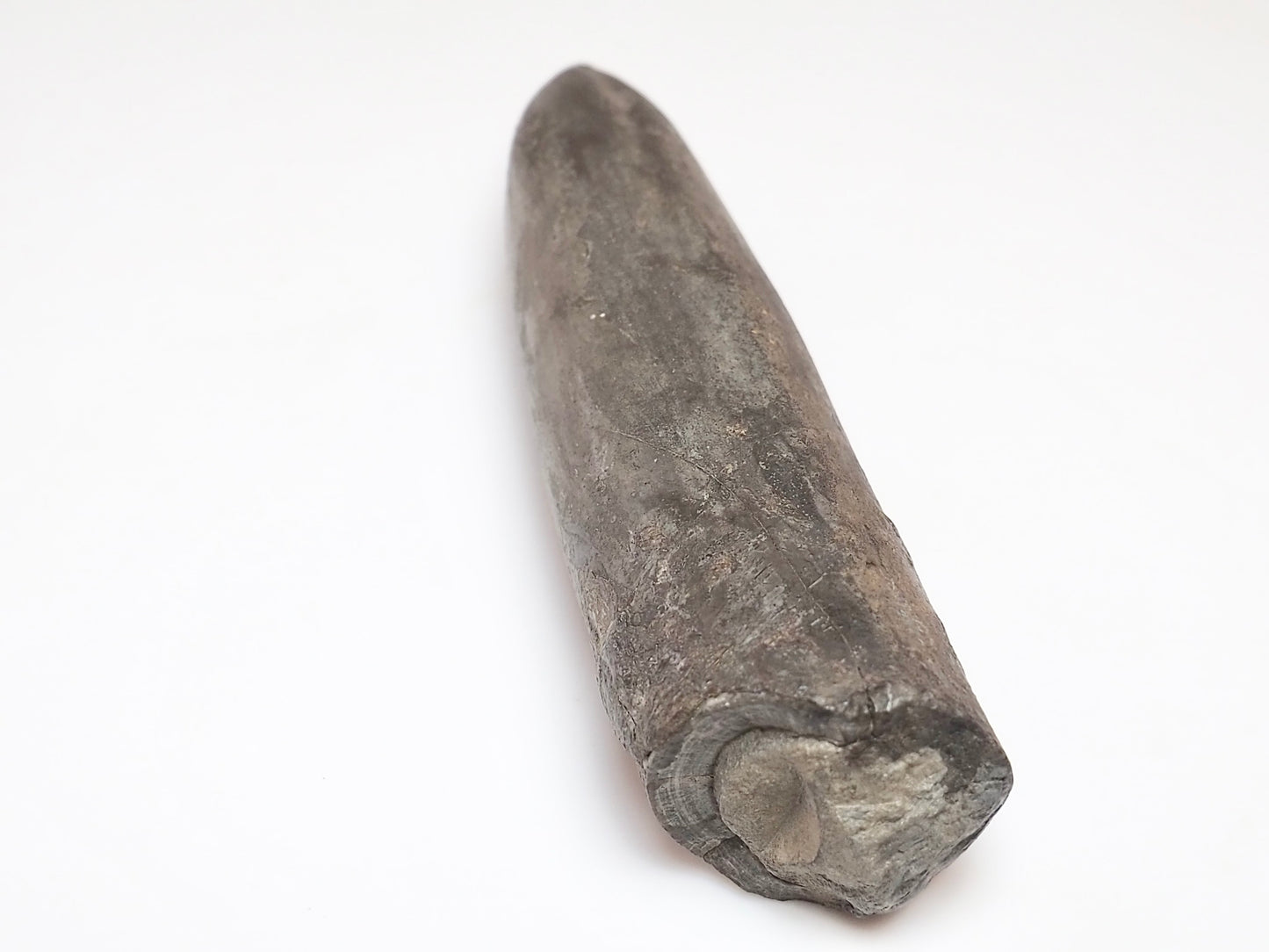 Impressive Large Belemnite Fossil – 180 Million Year Old Jurassic Specimen