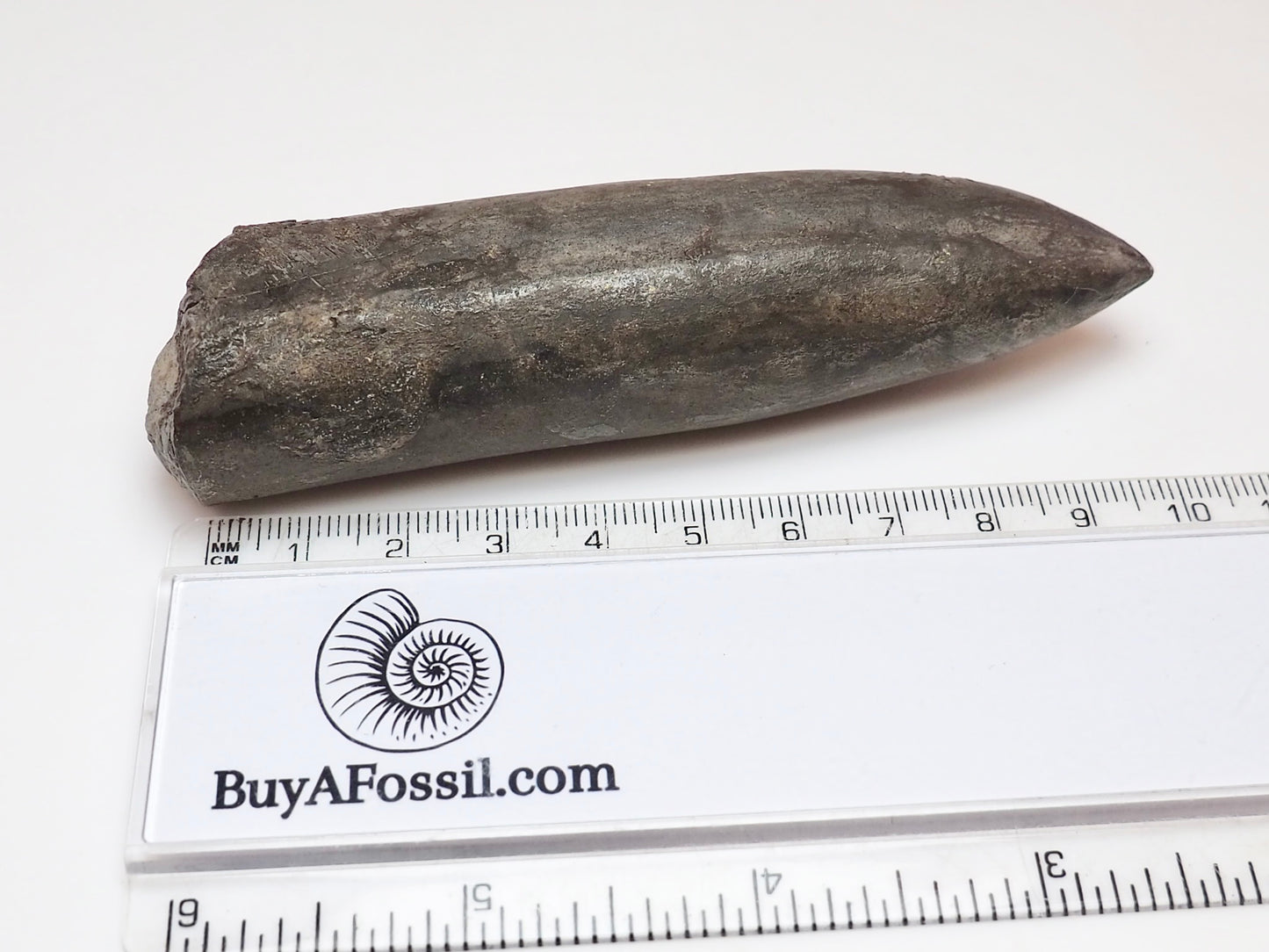 Impressive Large Belemnite Fossil – 180 Million Year Old Jurassic Specimen
