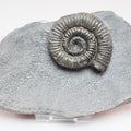 Porpoceras vortex Ammonite – Rare Jurassic Fossil from Whitby