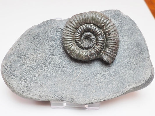 Porpoceras vortex Ammonite – Rare Jurassic Fossil from Whitby