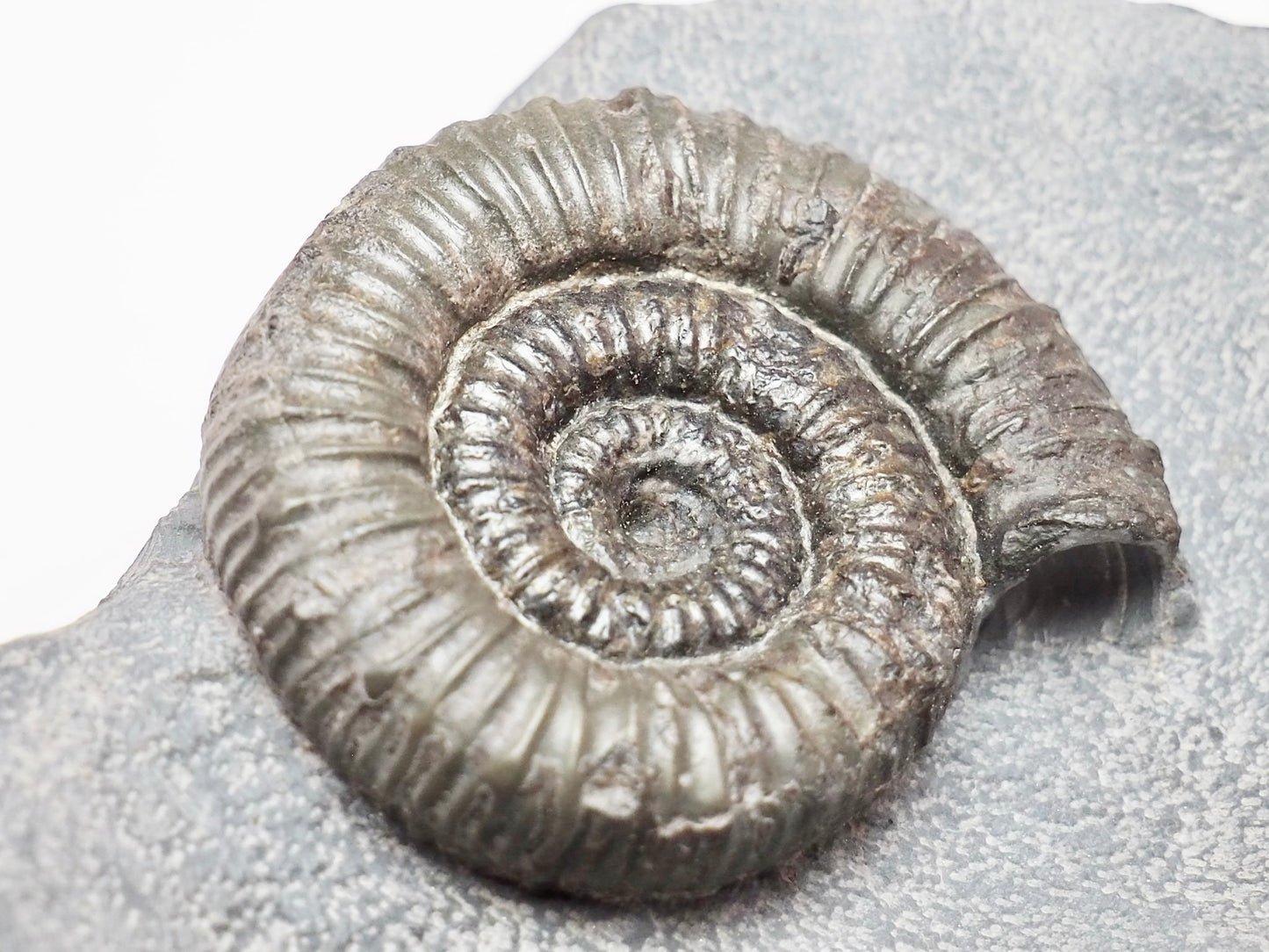 Porpoceras vortex Ammonite – Rare Jurassic Fossil from Whitby