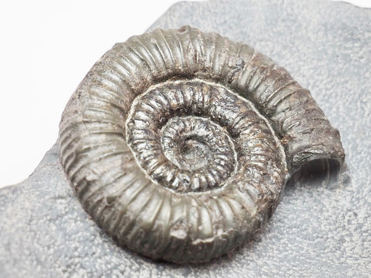 Porpoceras vortex Ammonite – Rare Jurassic Fossil from Whitby