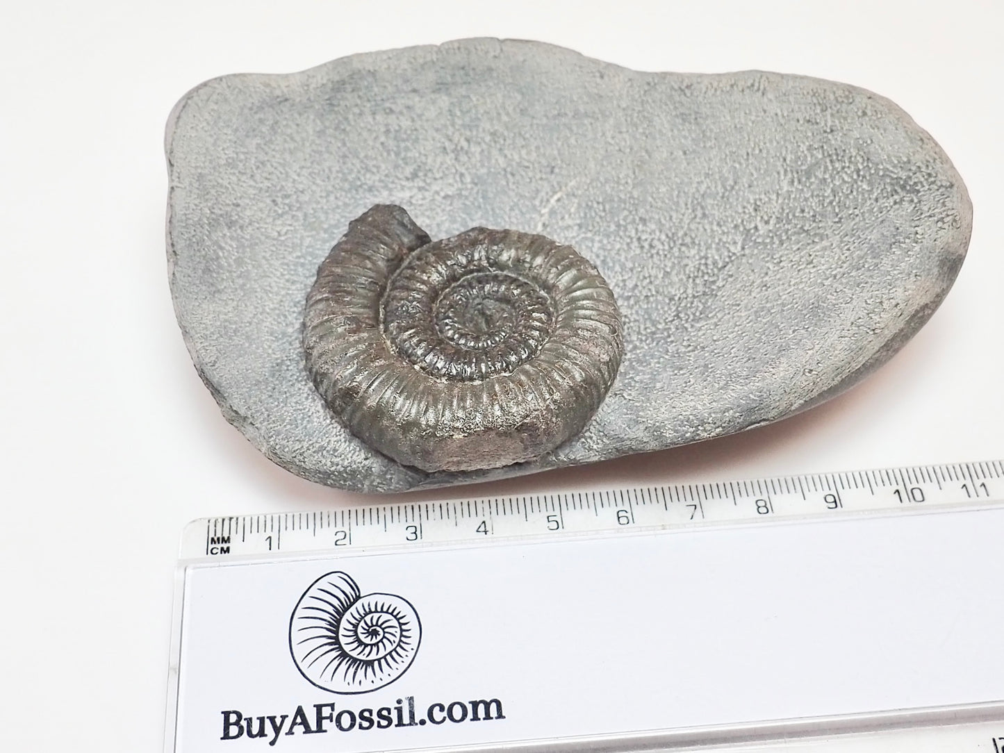 Porpoceras vortex Ammonite – Rare Jurassic Fossil from Whitby