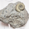Rare Leptechioceras macdonelli Ammonite – 200 Million Year Old Jurassic Fossil