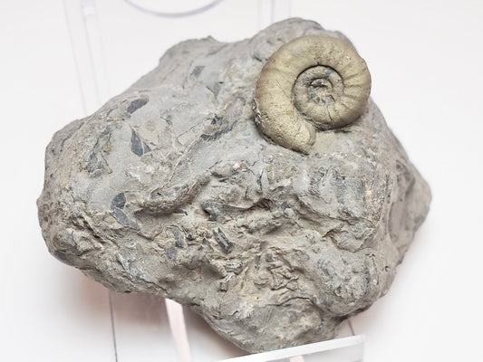 Rare Leptechioceras macdonelli Ammonite – 200 Million Year Old Jurassic Fossil