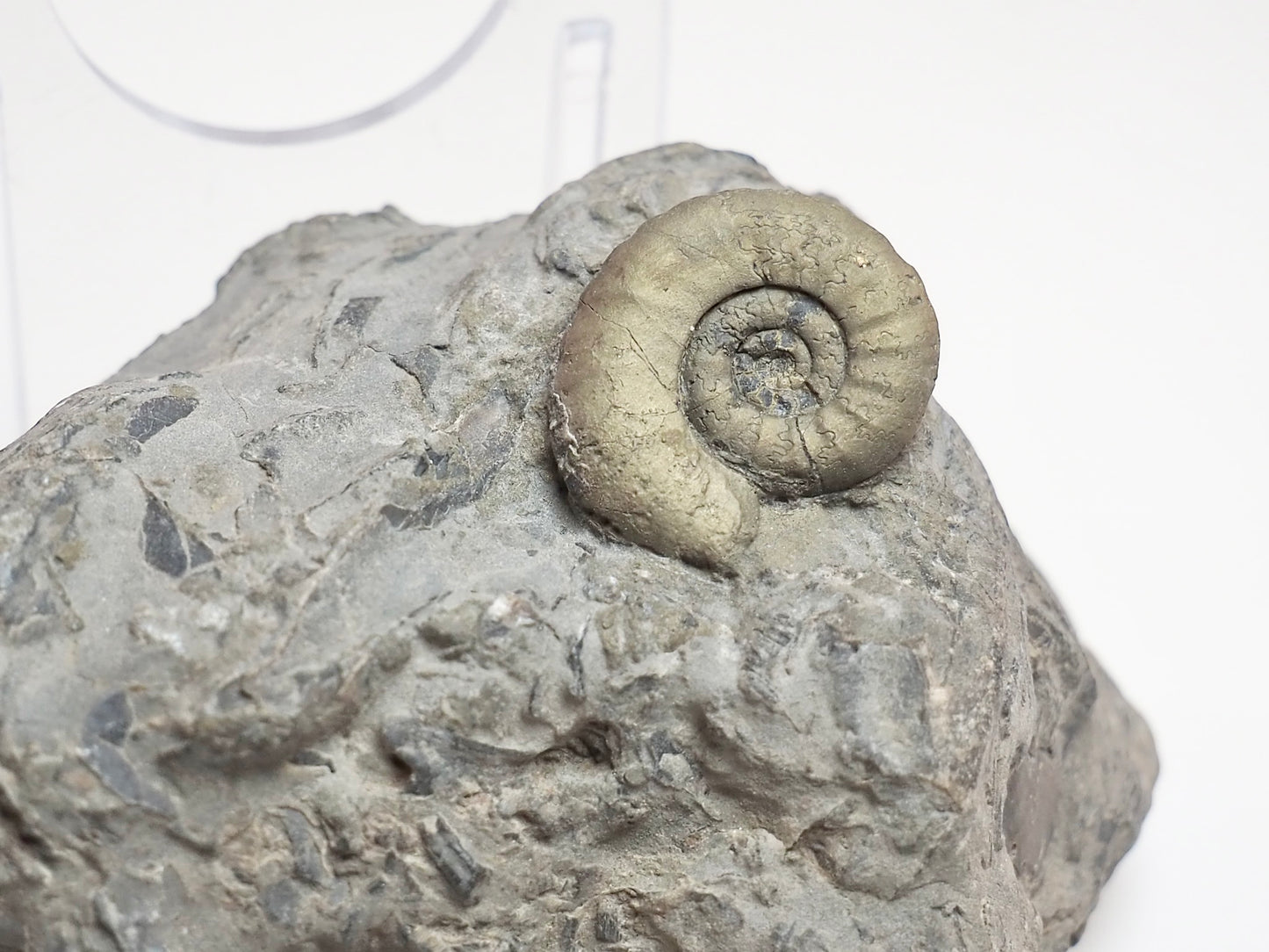 Rare Leptechioceras macdonelli Ammonite – 200 Million Year Old Jurassic Fossil