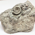 Rare Lower Lias Ammonite – Possibly Echioceras | Cut Base Fossil
