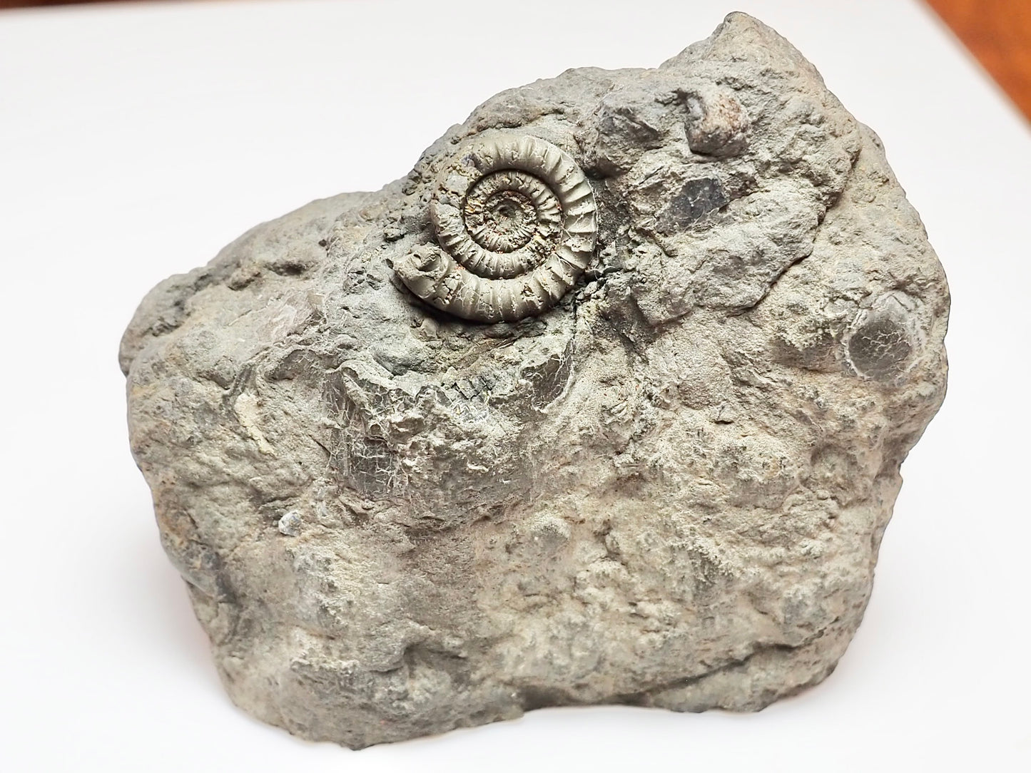 Rare Lower Lias Ammonite – Possibly Echioceras | Cut Base Fossil