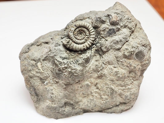 Rare Lower Lias Ammonite – Possibly Echioceras | Cut Base Fossil