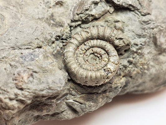 Rare Lower Lias Ammonite – Possibly Echioceras | Cut Base Fossil
