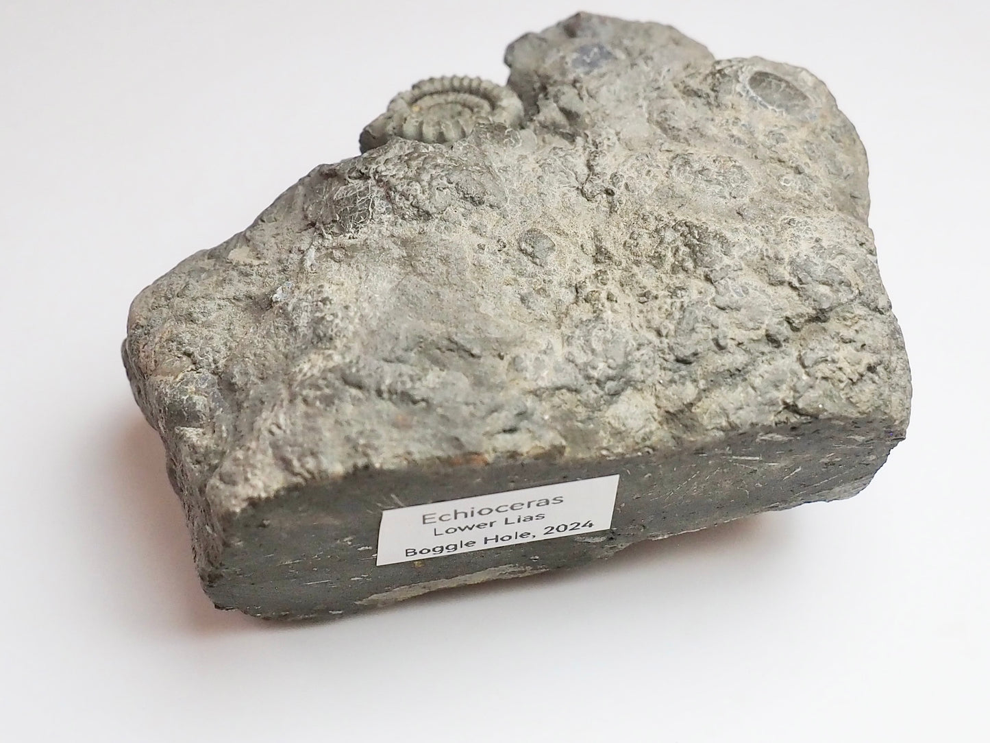 Rare Lower Lias Ammonite – Possibly Echioceras | Cut Base Fossil