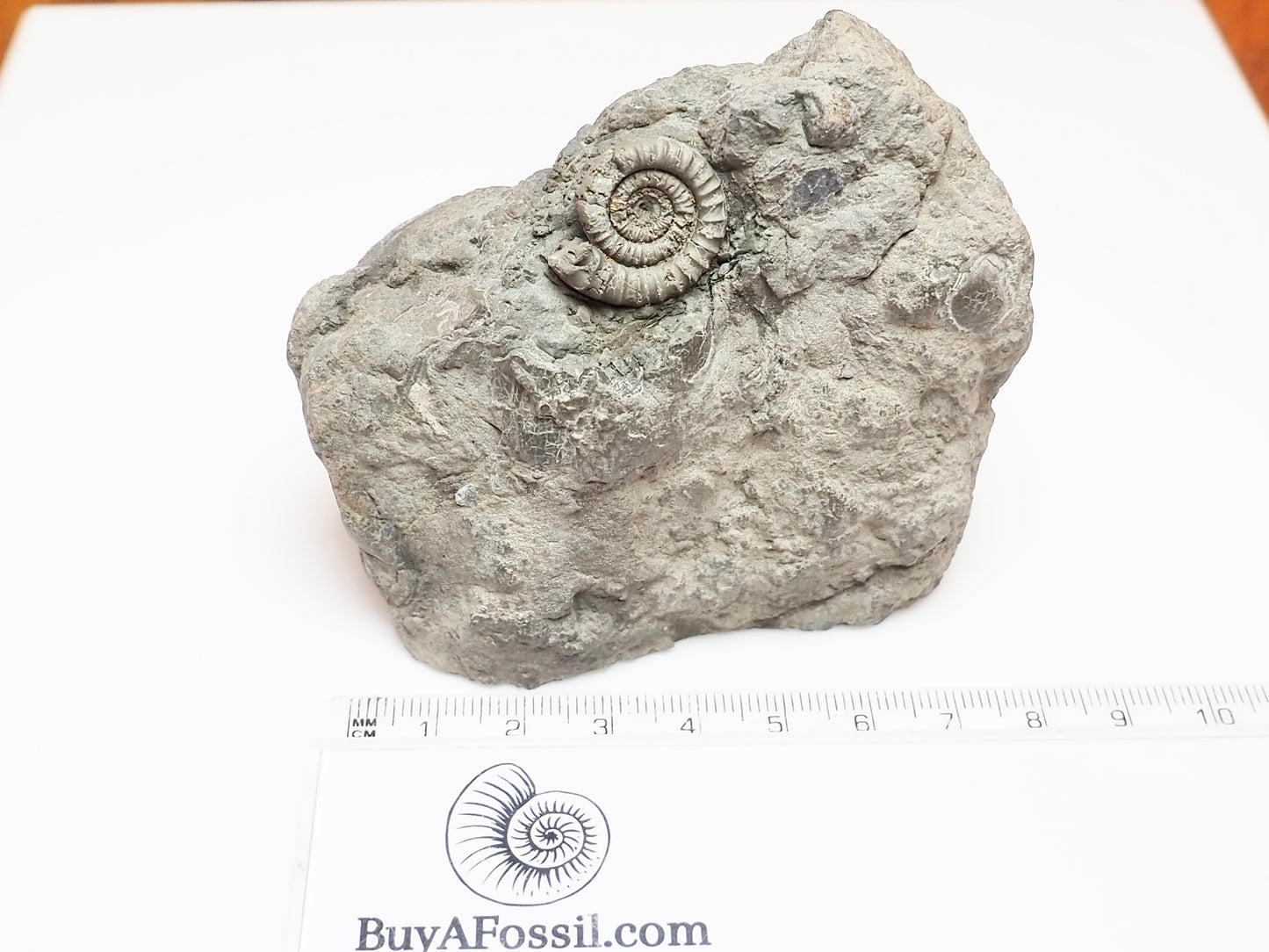 Rare Lower Lias Ammonite – Possibly Echioceras | Cut Base Fossil